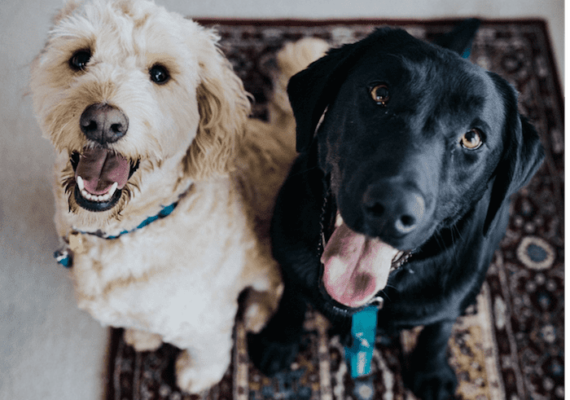 Moving with Pets: The Seven Golden Rules