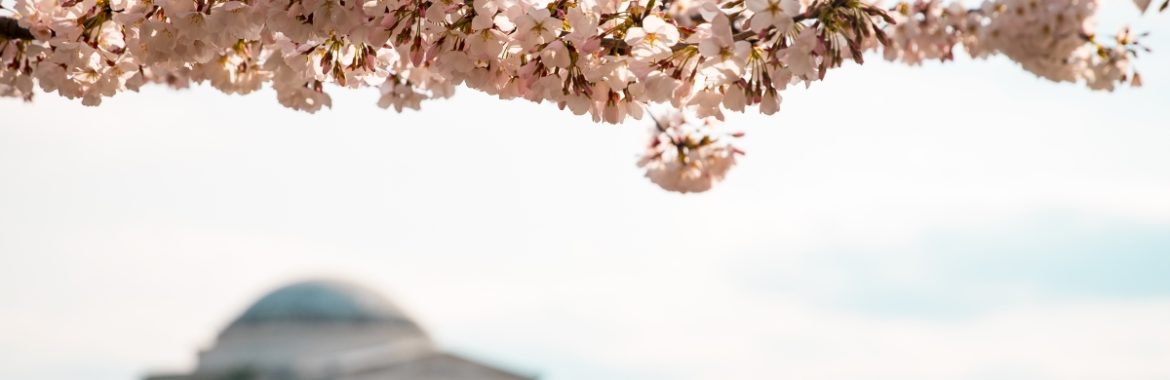 How to Fully Experience the ﻿National Cherry Blossom Festival