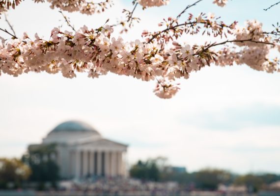 How to Fully Experience the ﻿National Cherry Blossom Festival