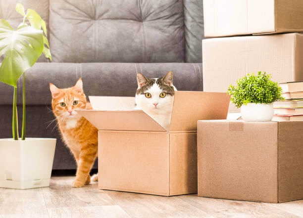 Moving with Pets: A Comprehensive Guide to a Stress-Free Journey | Military Crashpad