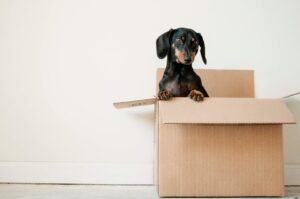 Moving with Pets: A Comprehensive Guide to a Stress-Free Journey | Military Crashpad