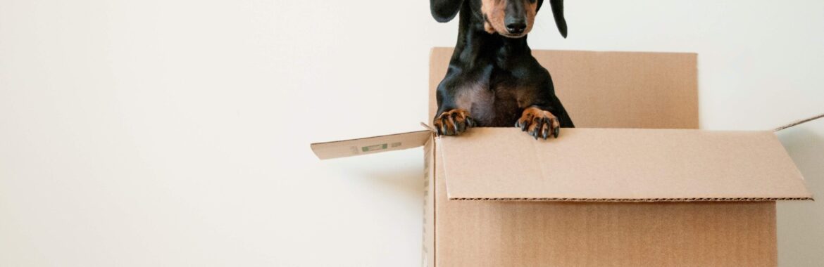 PCS Season: A Simple Checklist for Moving with Pets